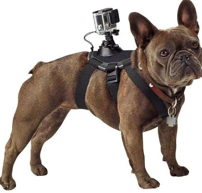 brown dog wearing black adjustable dog chest strap with mounted GoPro camera on back
