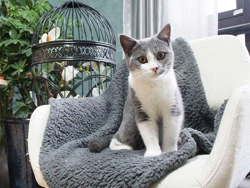 Plush Pet Blanket