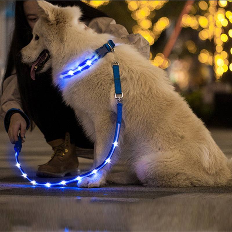 Creative LED USB charging luminous pet leash and collar glowing blue on a white dog at night