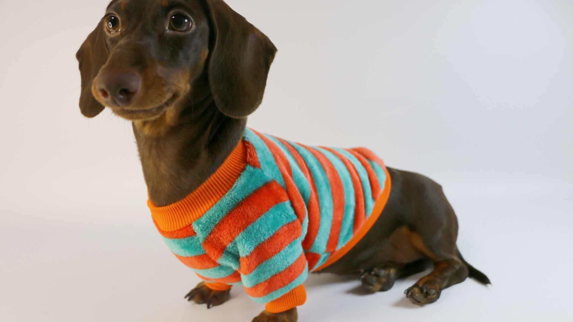 Dog Cat Pet Clothes Two dachshund dogs wearing orange red and white striped casual pet sweatshirts for warmth