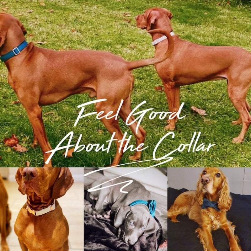 Multiple Colour Velvet Dog Collar