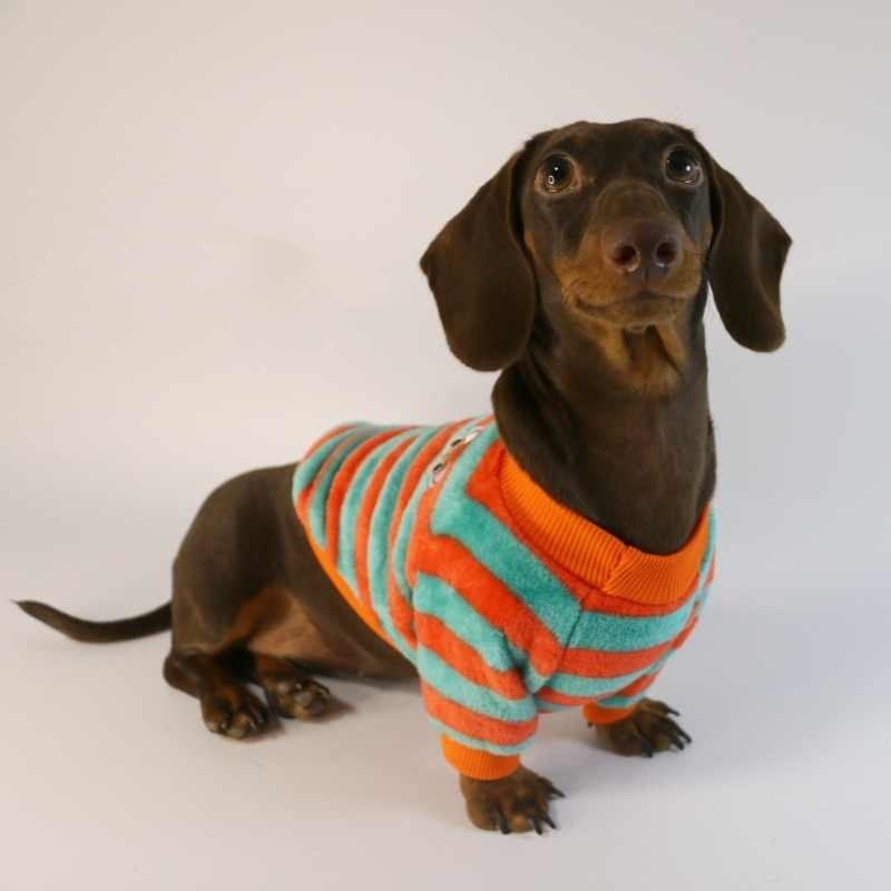 Dog Cat Pet Clothes Two dachshund dogs wearing orange red and white striped casual pet sweatshirts for warmth