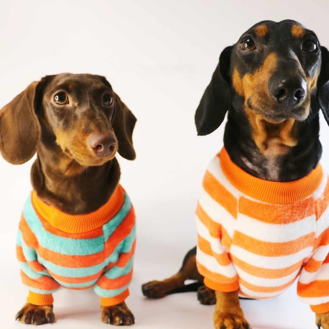 Dog Cat Pet Clothes Two dachshund dogs wearing orange red and white striped casual pet sweatshirts for warmth
