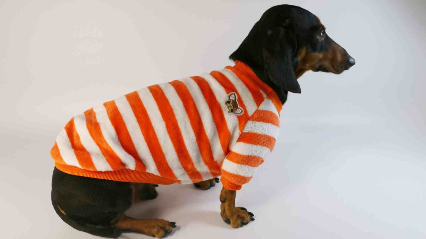 Dog Cat Pet Clothes Two dachshund dogs wearing orange red and white striped casual pet sweatshirts for warmth