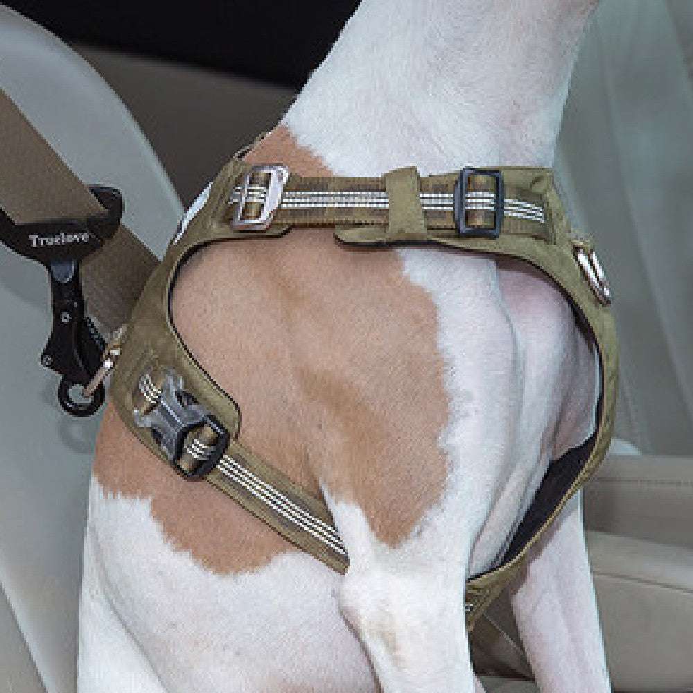 Pet Safety Buckle attached to dog harness for car safety restraint